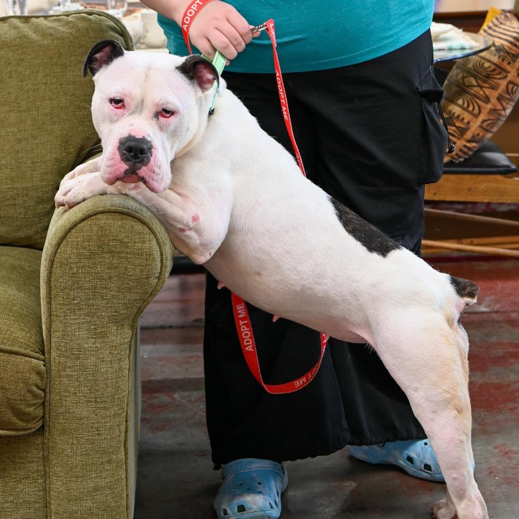 Ivory, Adoptable, Adult Female Mixed Breed.