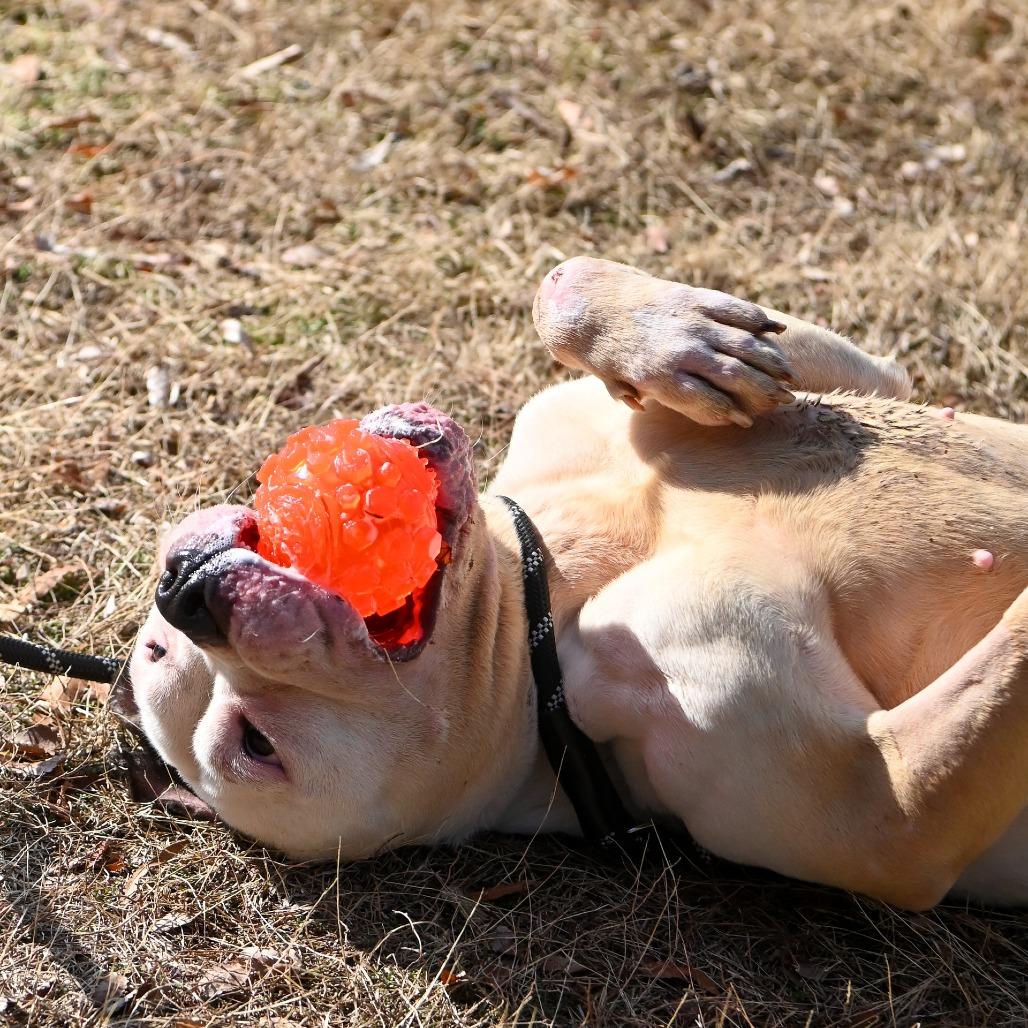 Enlarge Ivory, a Adoptable Mixed Breed in Fredericksburg, VA image 2/6