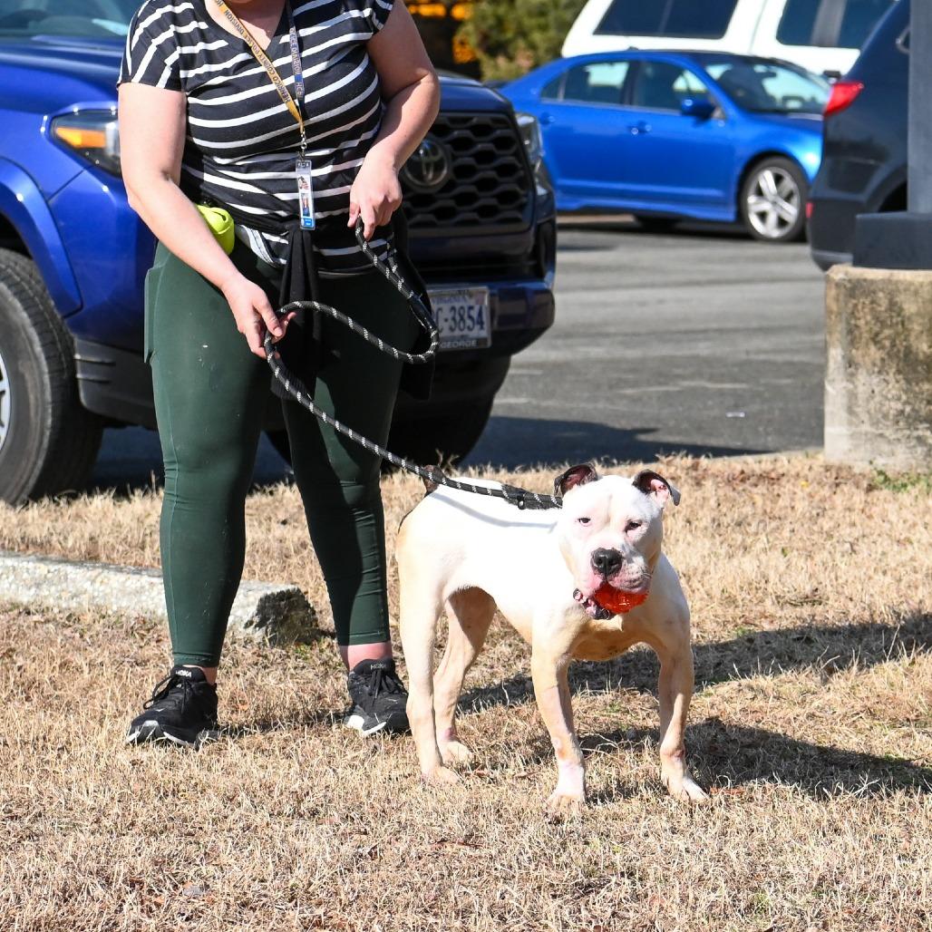 Enlarge Ivory, a Adoptable Mixed Breed in Fredericksburg, VA image 3/6