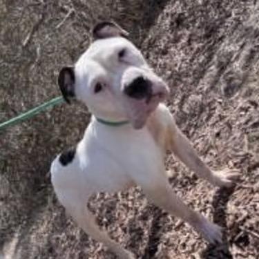 Enlarge Ivory, a Adoptable Mixed Breed in Fredericksburg, VA image 4/6