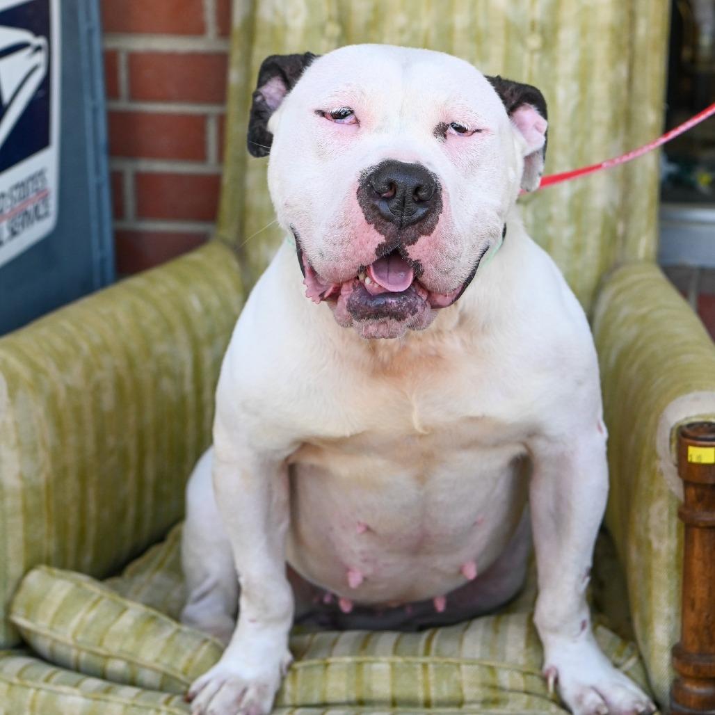 Enlarge Ivory, a Adoptable Mixed Breed in Fredericksburg, VA image 5/6