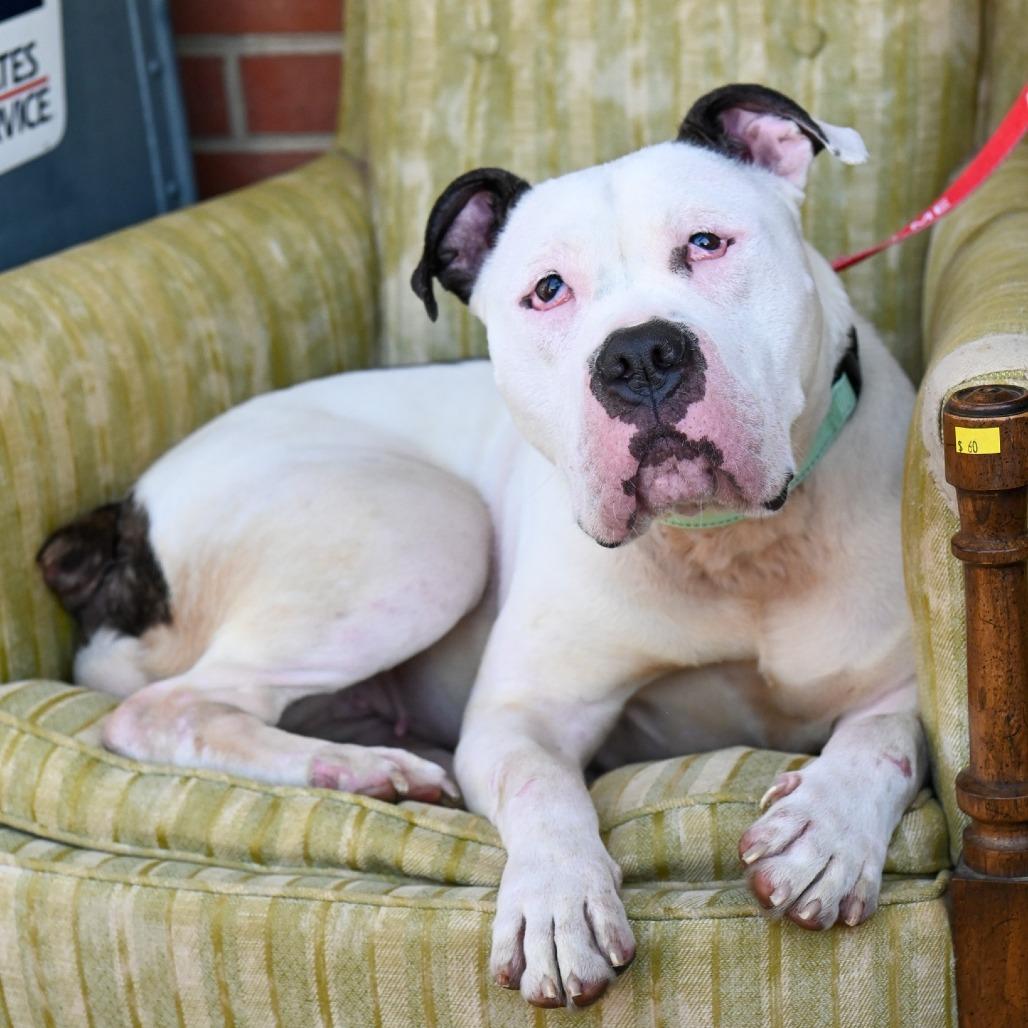 Enlarge Ivory, a Adoptable Mixed Breed in Fredericksburg, VA image 6/6