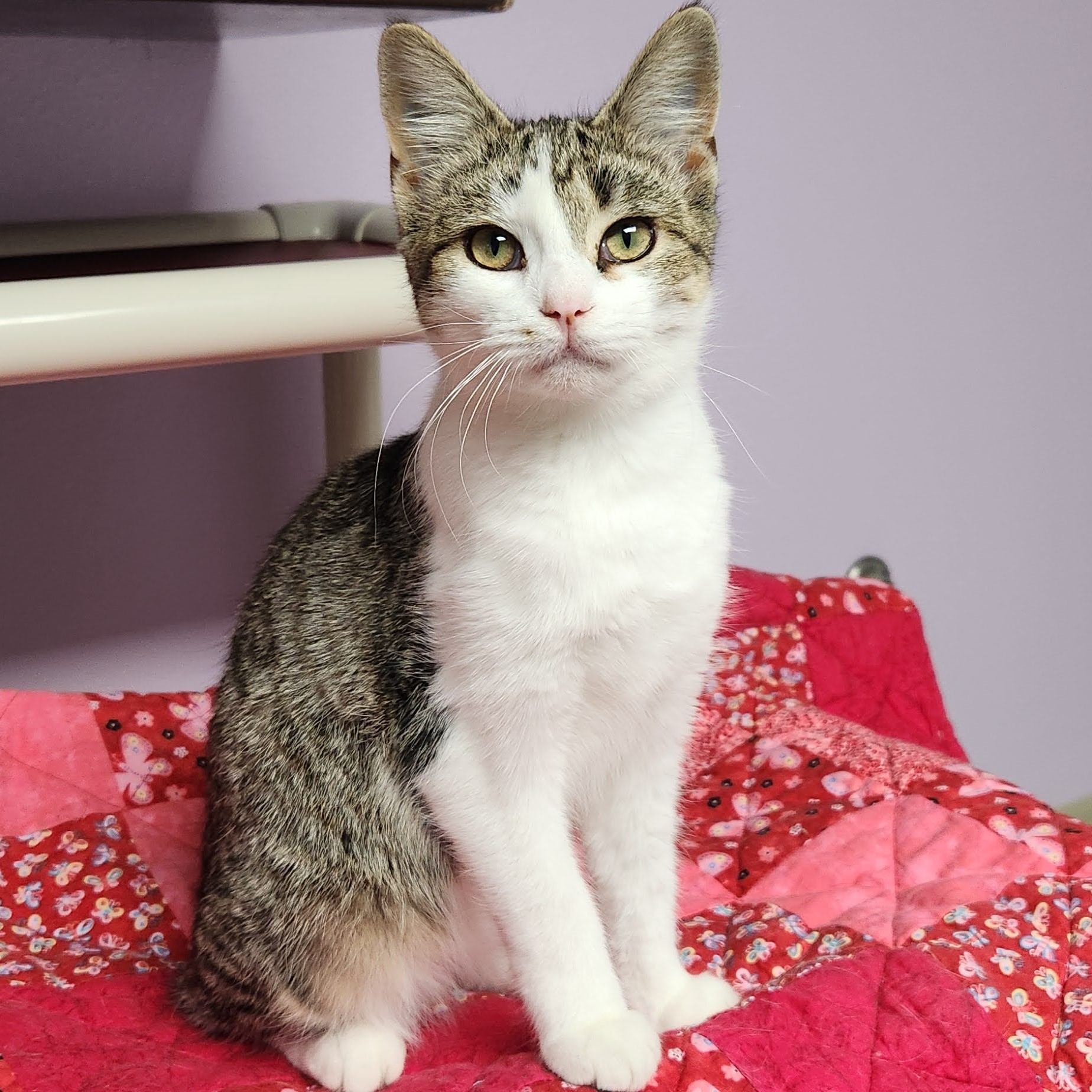 Cat for adoption Eevee, a Domestic Short Hair in Marshfield, WI