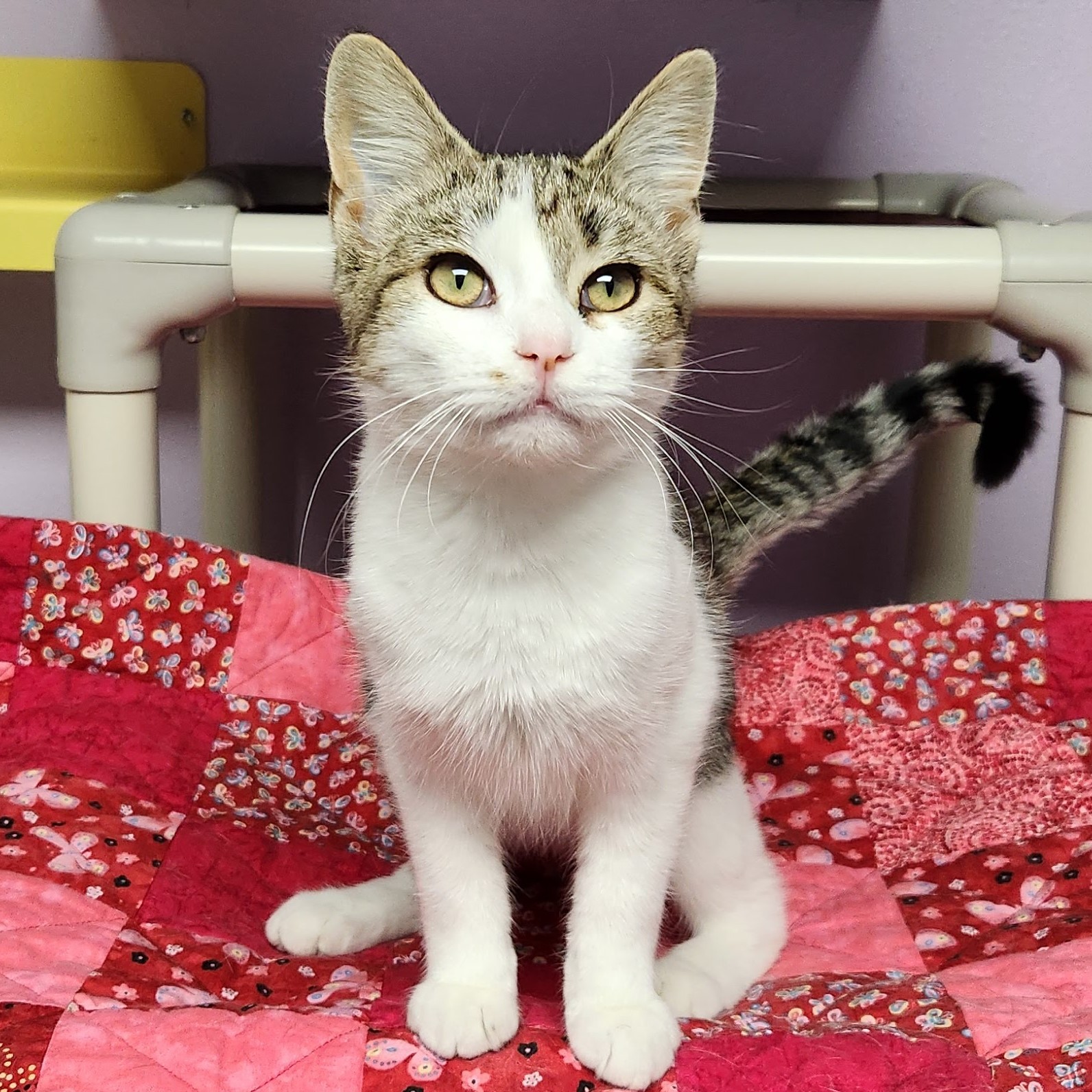 Cat for adoption Eevee, a Domestic Short Hair in Marshfield, WI