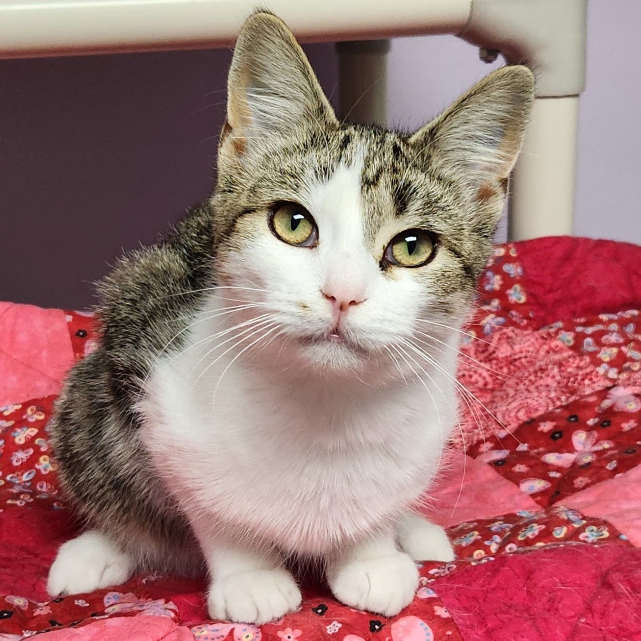 Cat for adoption Eevee, a Domestic Short Hair in Marshfield, WI