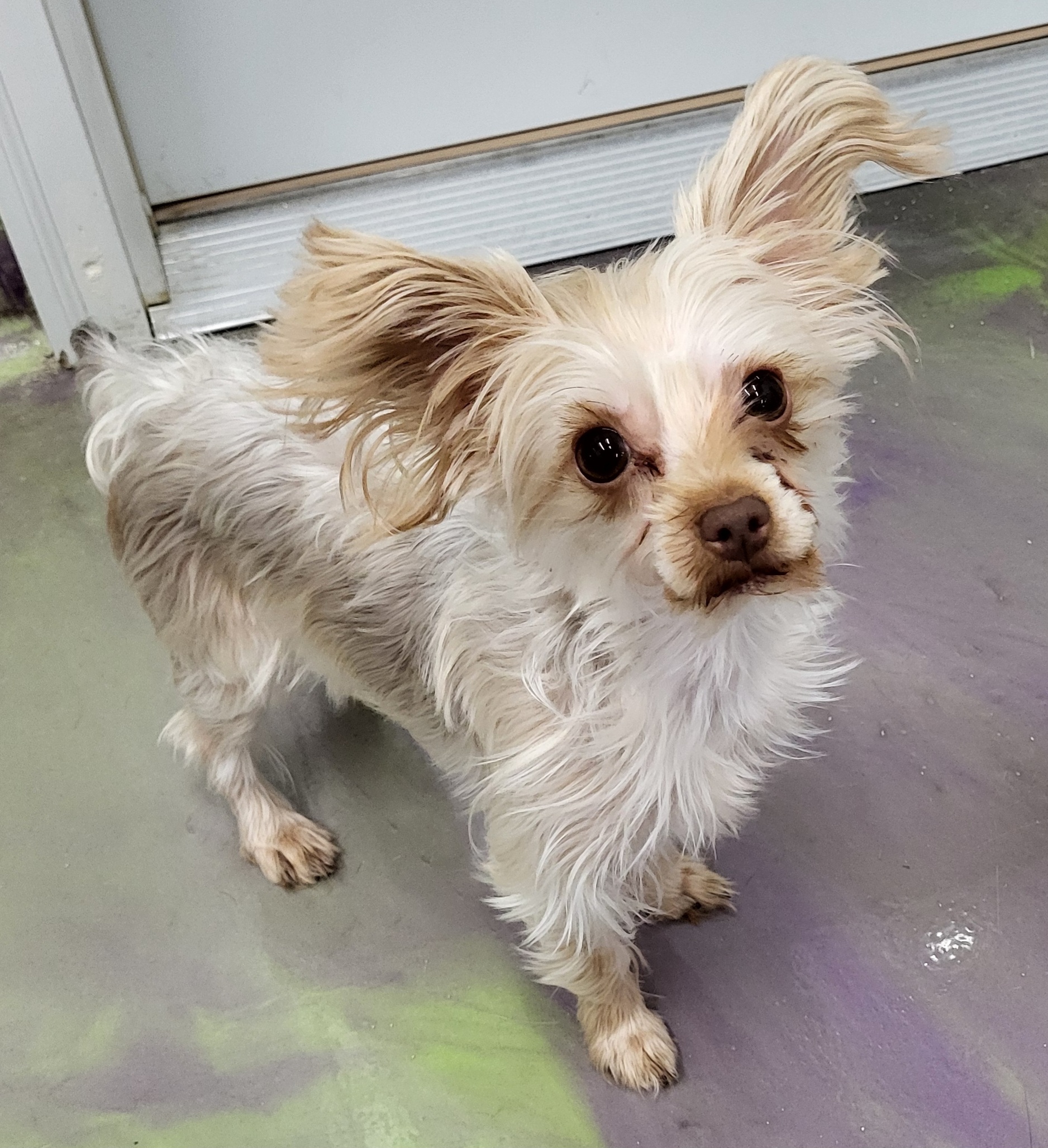 Dog for adoption Bee Bee, a Yorkshire Terrier & Silky Terrier Mix in