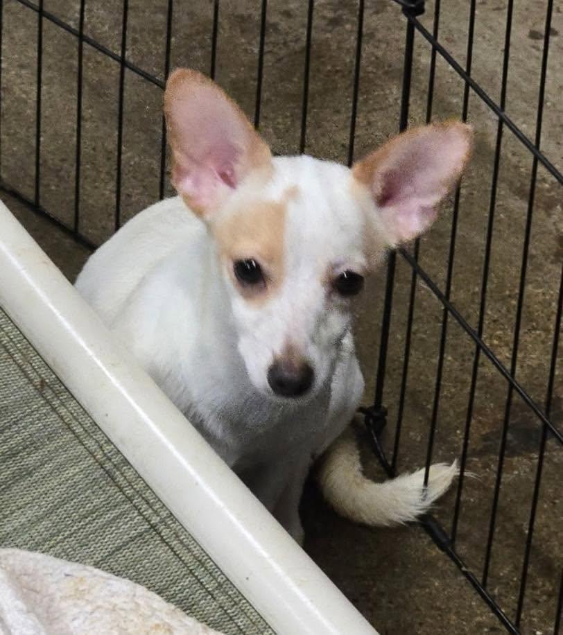 Moo, ADOPTABLE, Puppy Female Chiweenie.