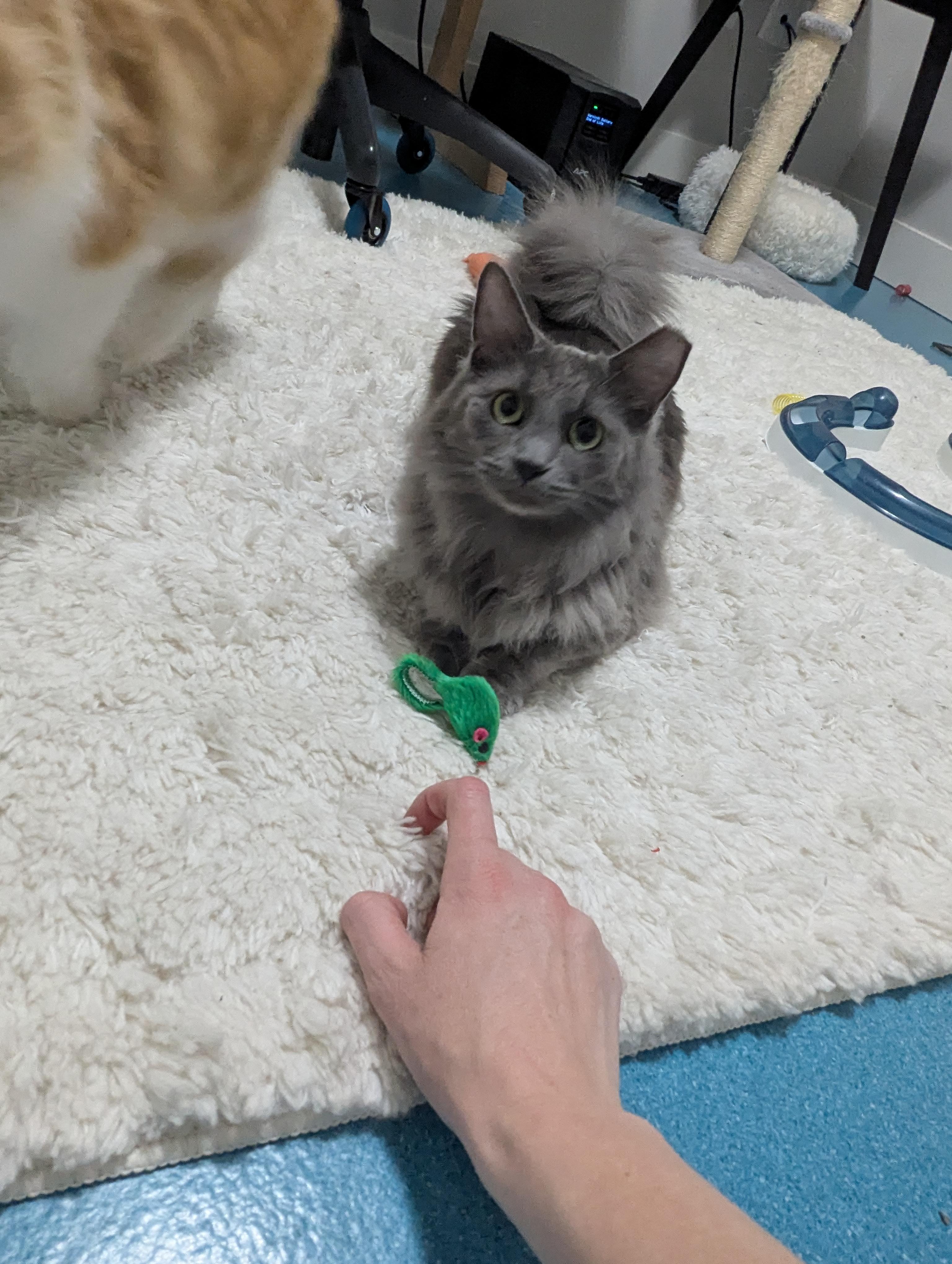 Squirrel, a ADOPTABLE mixed breed in West Richland, WA image 4/6