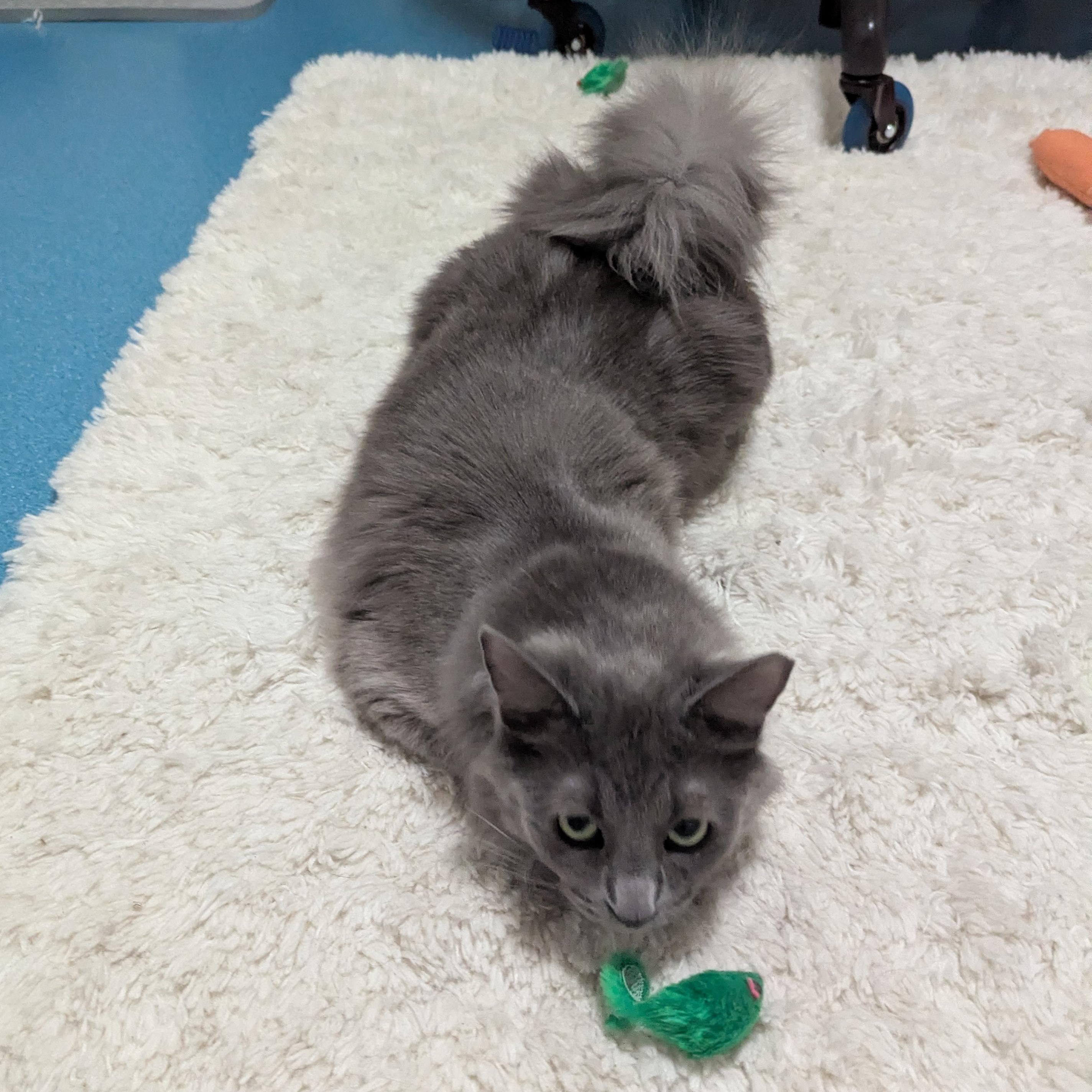 Squirrel, a ADOPTABLE mixed breed in West Richland, WA image 2/6