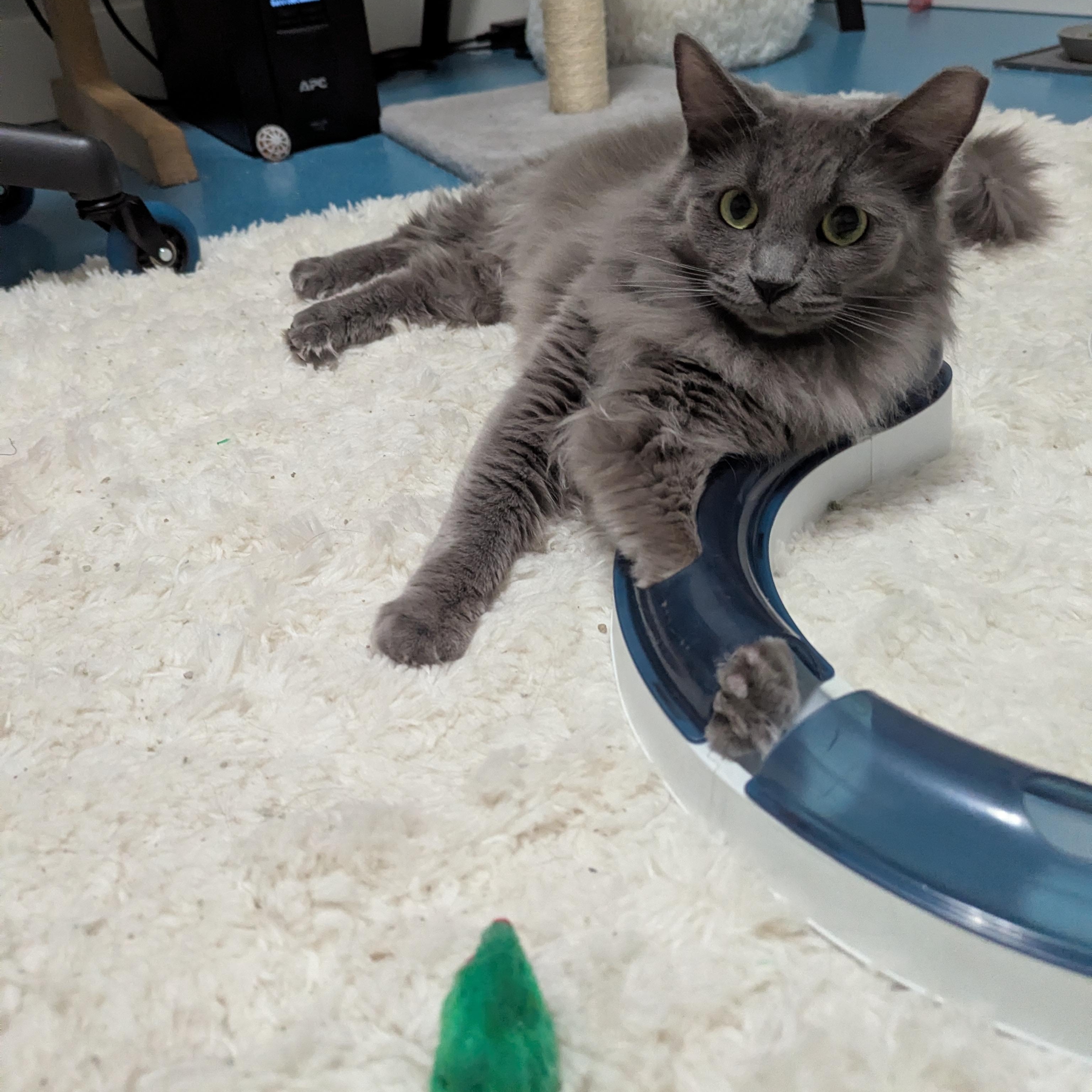 Squirrel, ADOPTABLE, Young Male Domestic Long Hair.