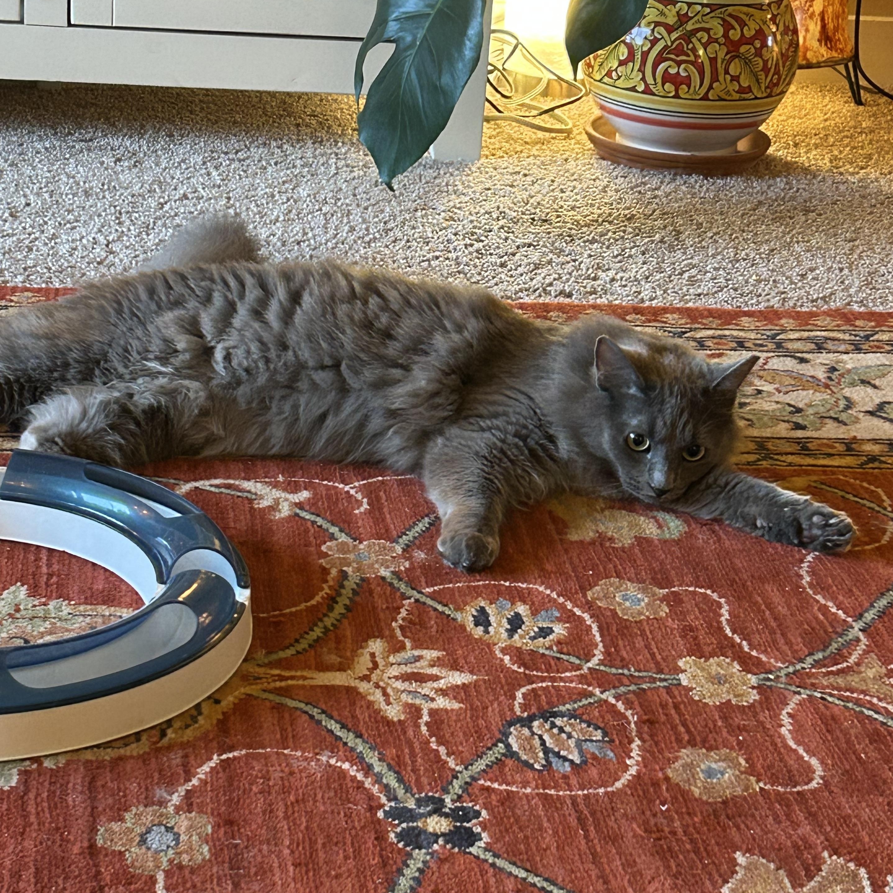Enlarge Squirrel, an adopted mixed breed in West Richland, WA image 3/6