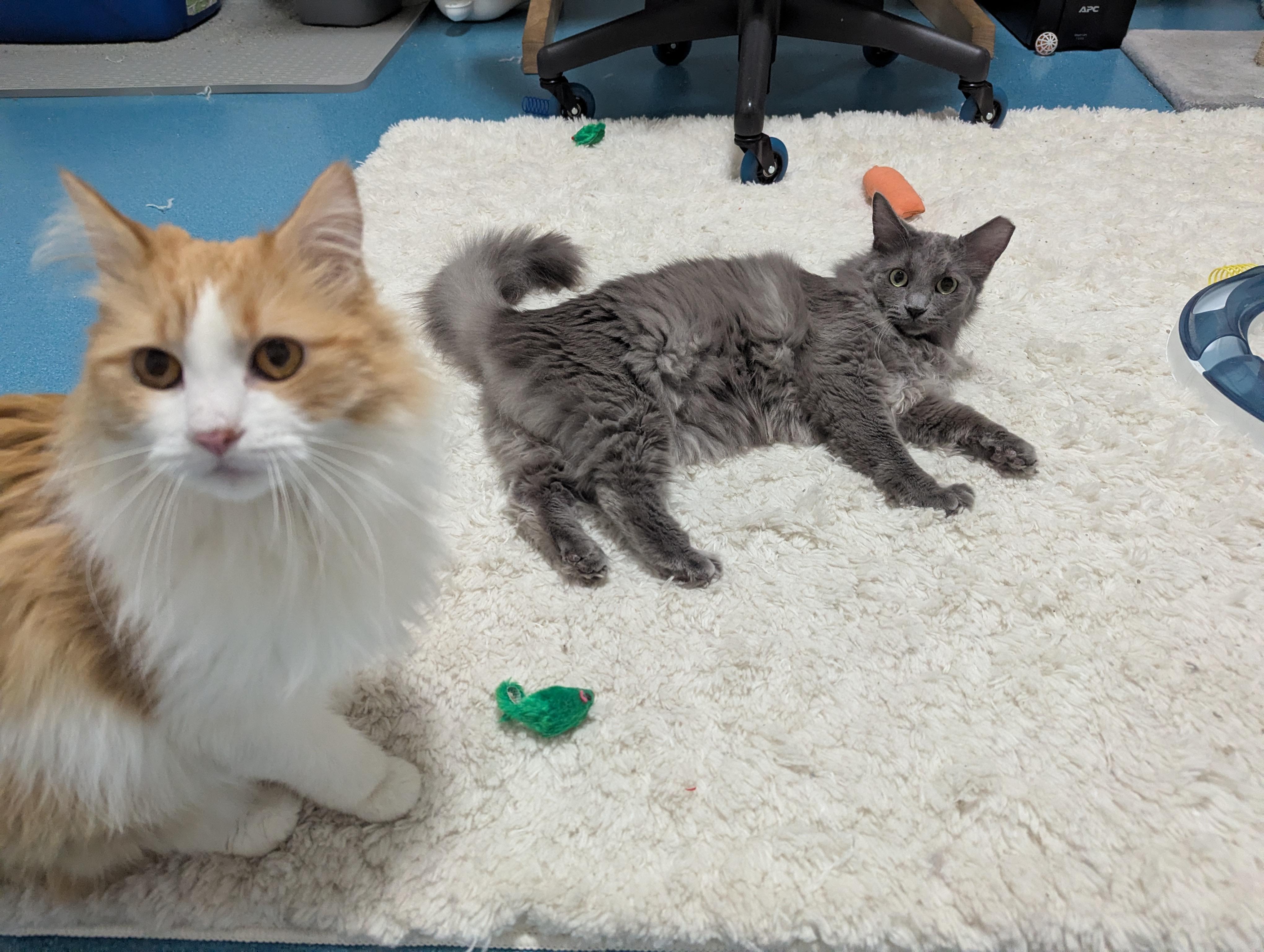 Squirrel, a ADOPTABLE mixed breed in West Richland, WA image 5/6