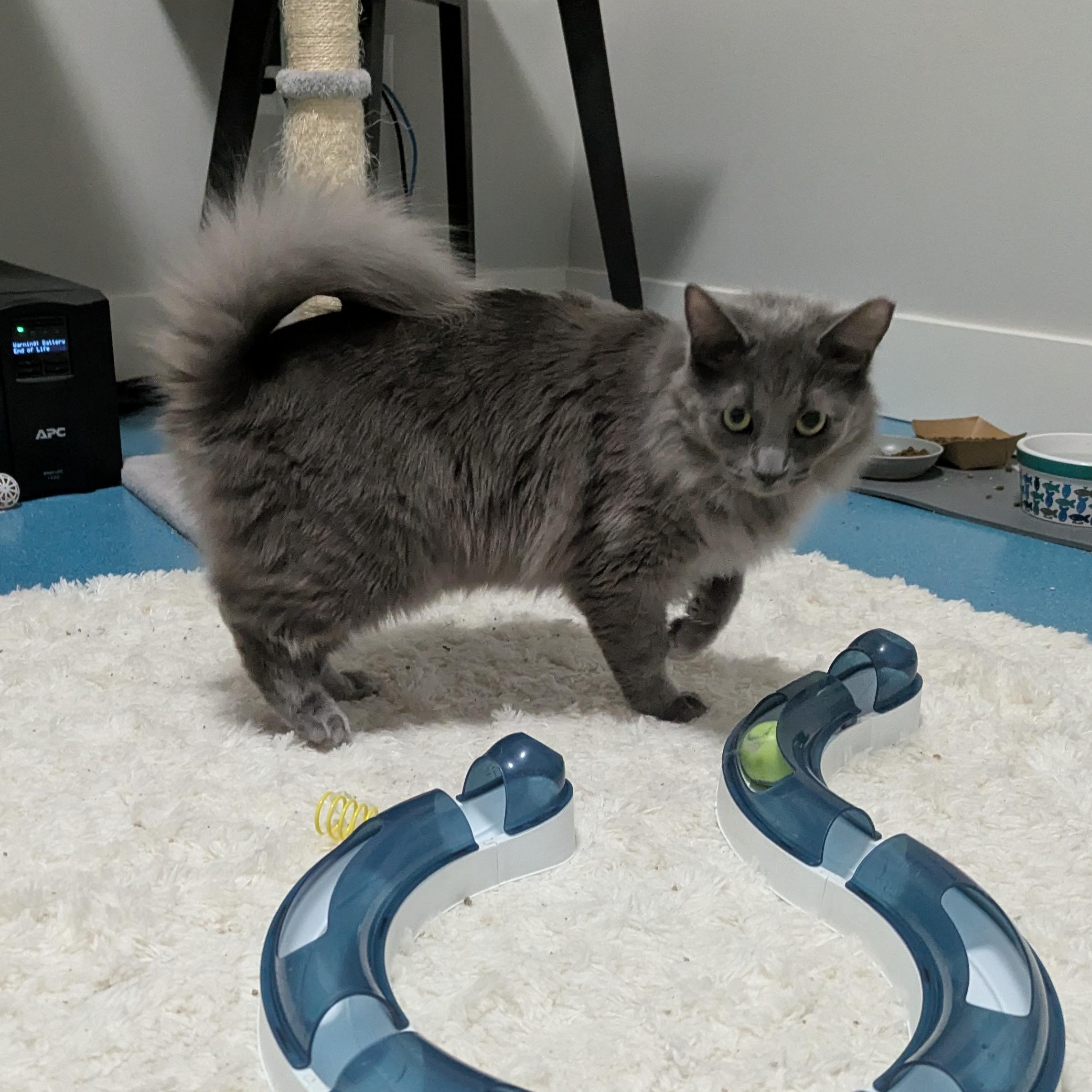 Squirrel, ADOPTABLE, Young Male Domestic Long Hair.