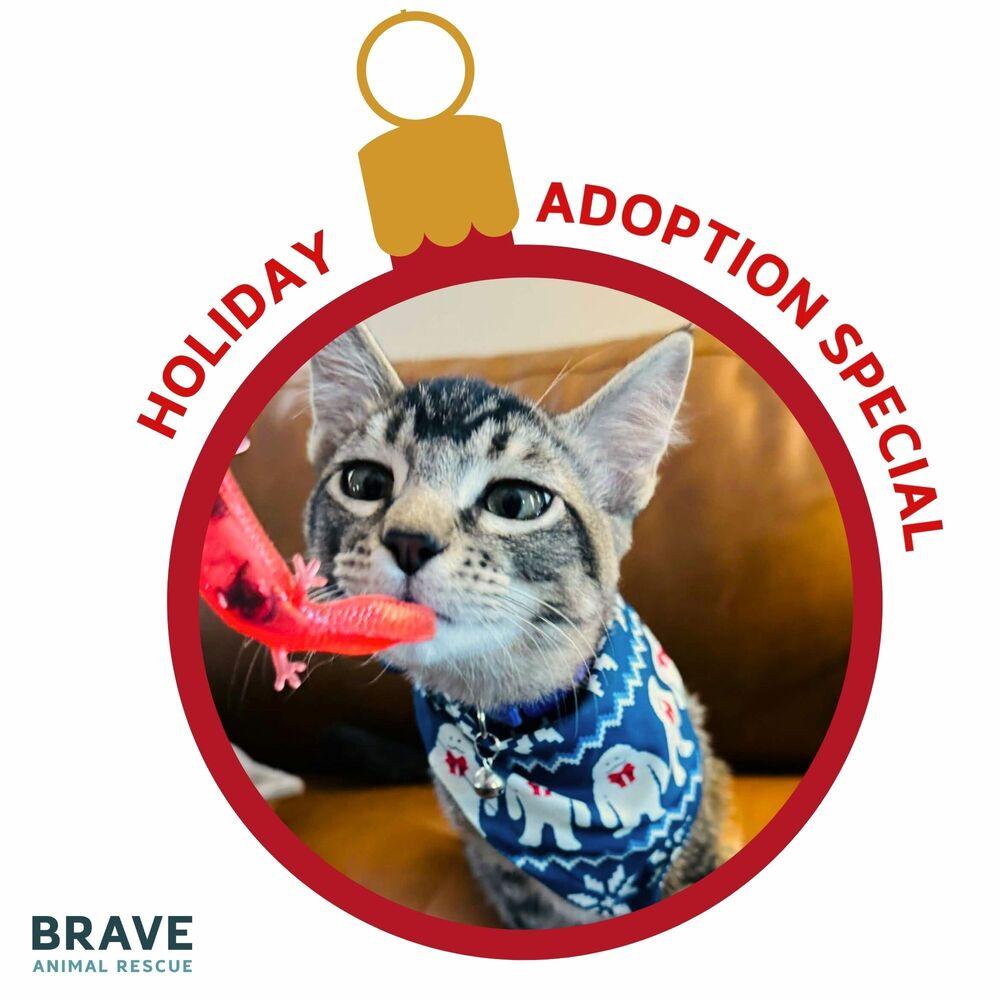 Enlarge Josh Allen, a Adoptable Domestic Short Hair in Lincoln, NE image 1/6