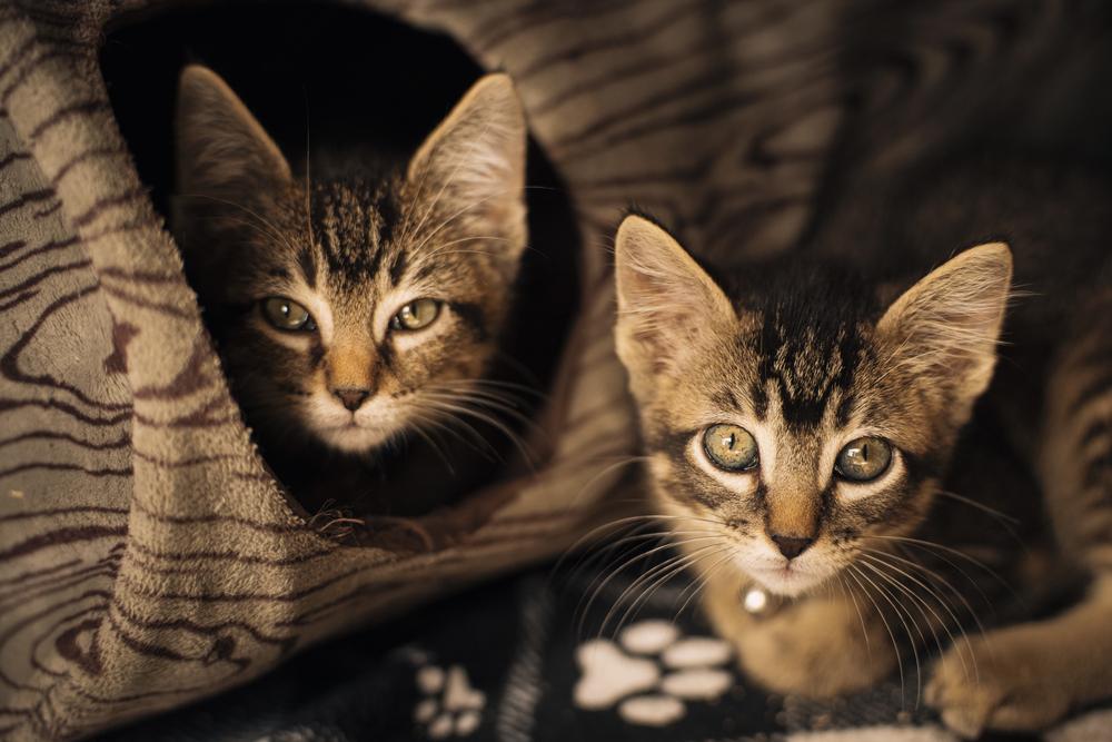 Enlarge Josh Allen, a Adoptable Domestic Short Hair in Lincoln, NE image 2/6