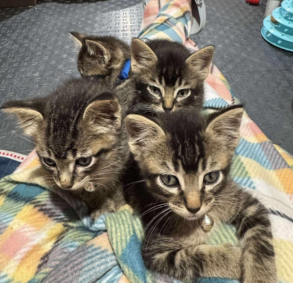 Enlarge Josh Allen, a Adoptable Domestic Short Hair in Lincoln, NE image 3/6