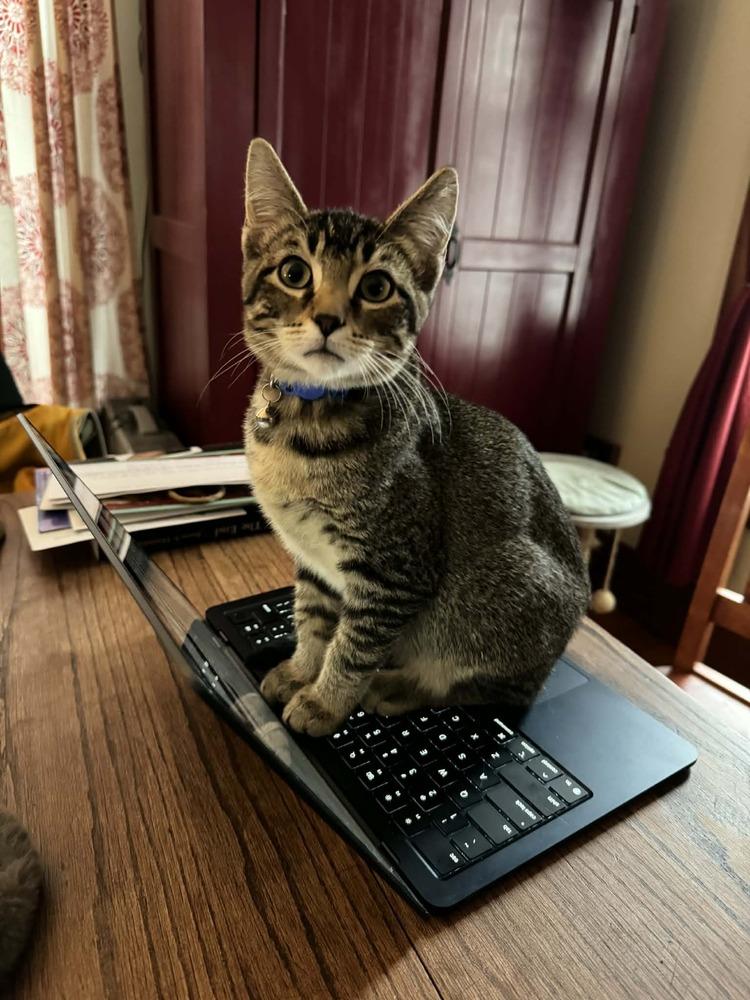 Enlarge Josh Allen, a Adoptable Domestic Short Hair in Lincoln, NE image 4/6