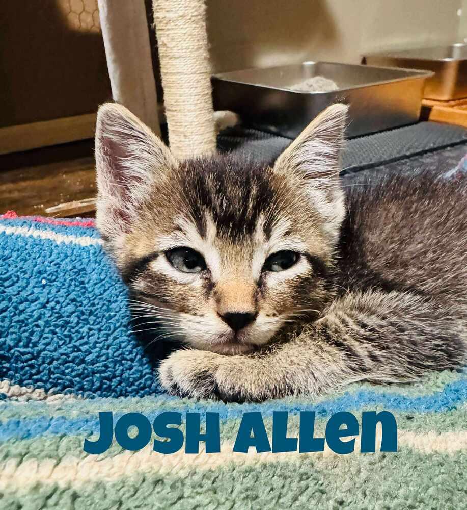 Enlarge Josh Allen, a Adoptable Domestic Short Hair in Lincoln, NE image 5/6
