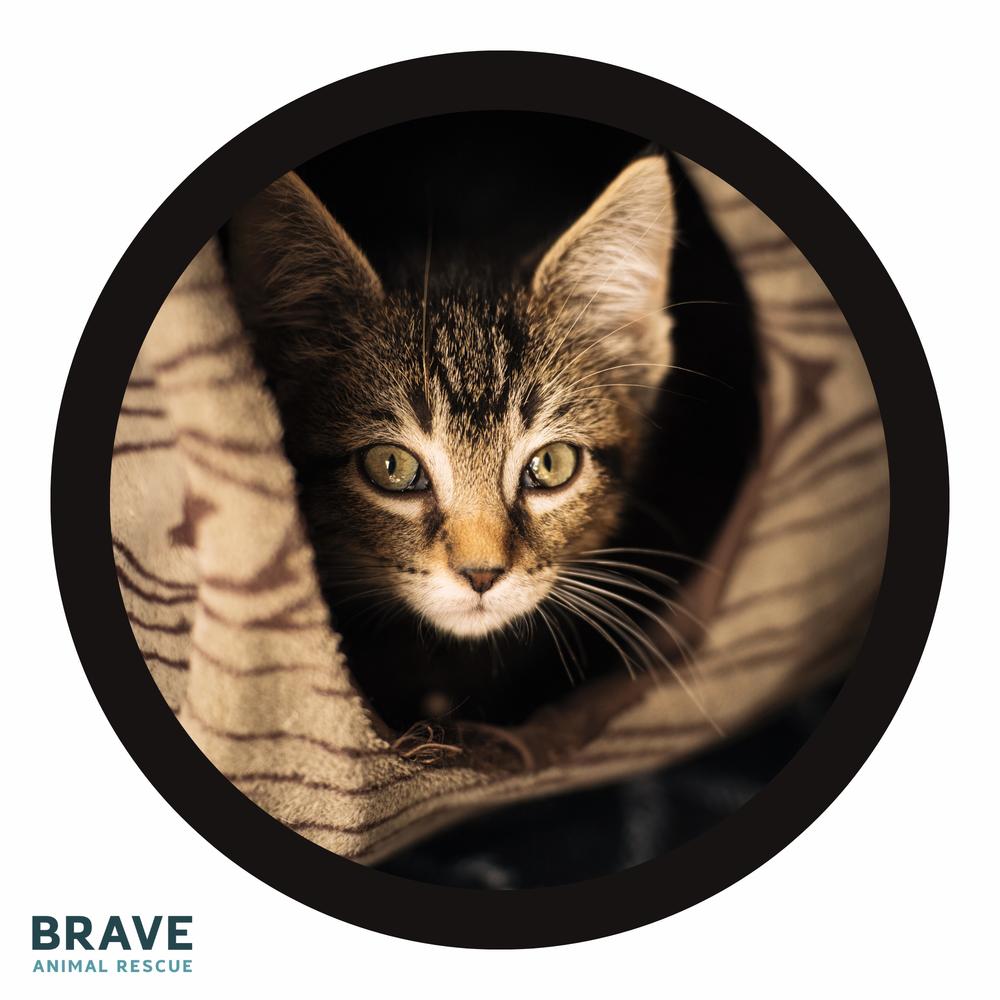 Enlarge Josh Allen, a Adoptable Domestic Short Hair in Lincoln, NE image 6/6