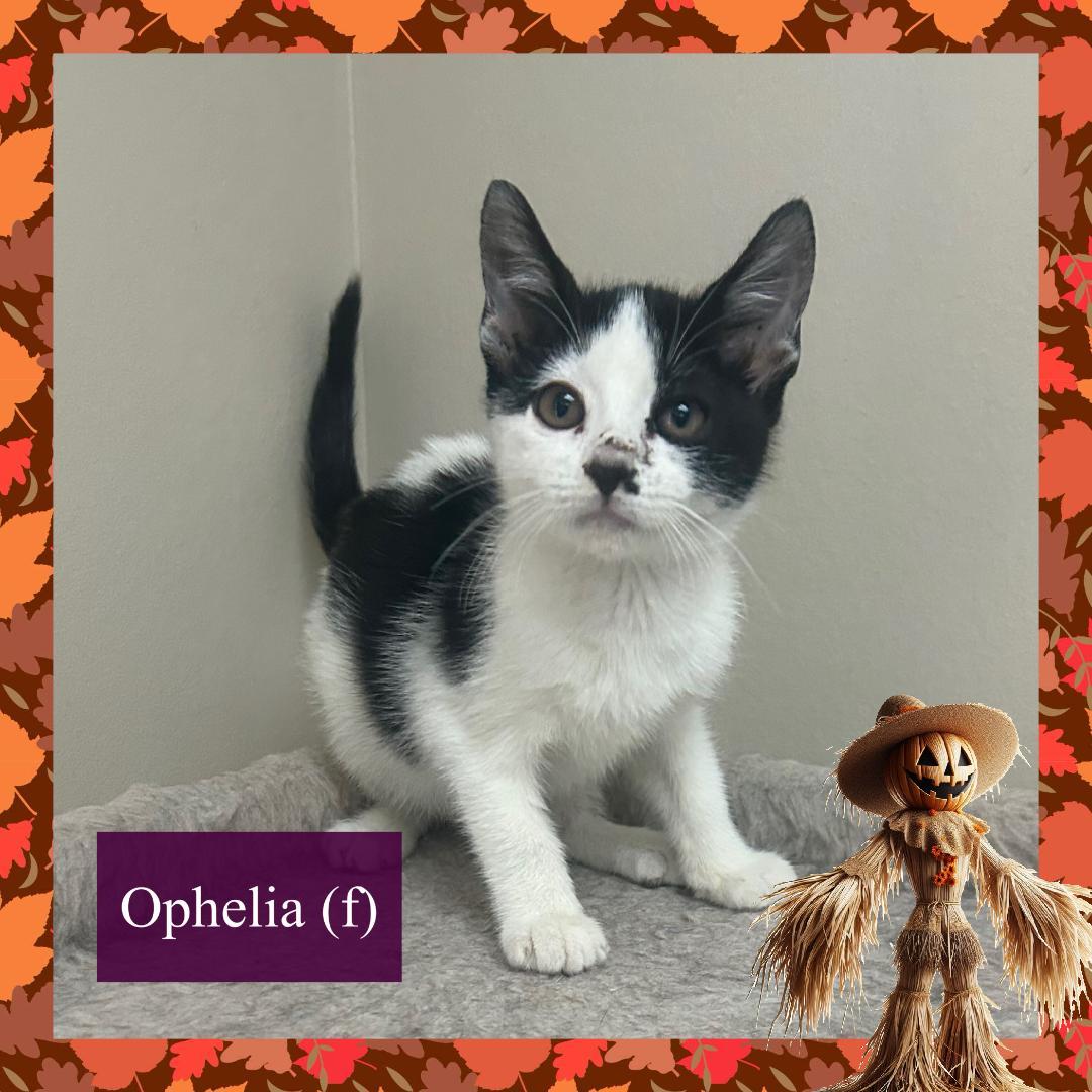 Enlarge Ophelia, a Adoptable Domestic Short Hair in Corinth, NY image 1/1