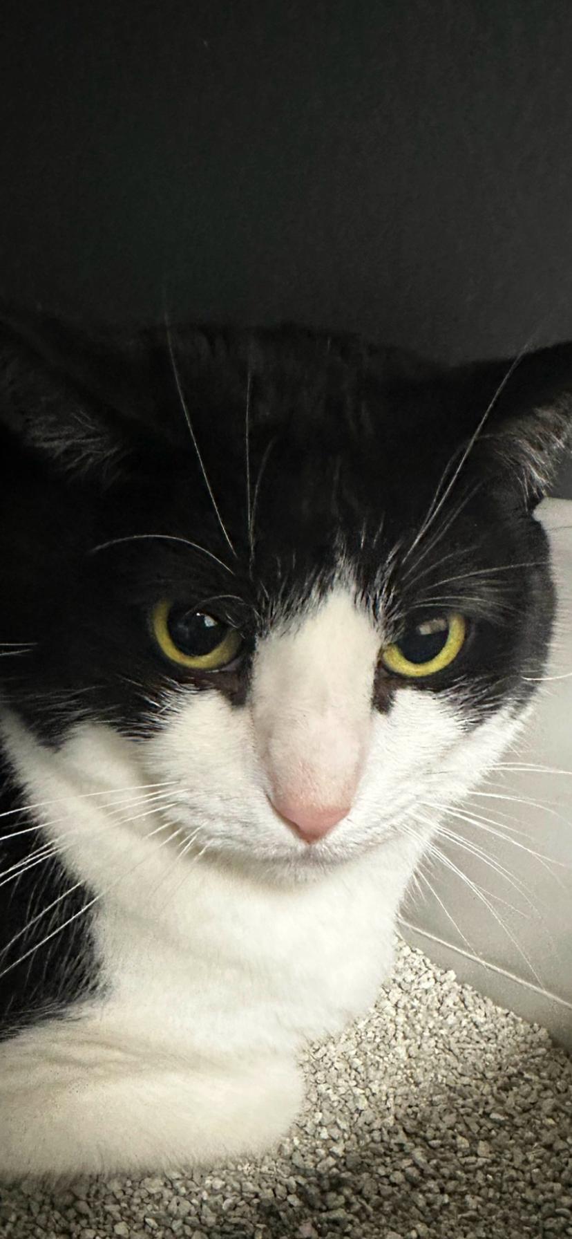 Maxie, Adopted, Adult Male American Bobtail.