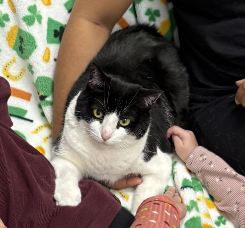 Enlarge Maxie, a Adopted American Bobtail in Prosper, TX image 3/3