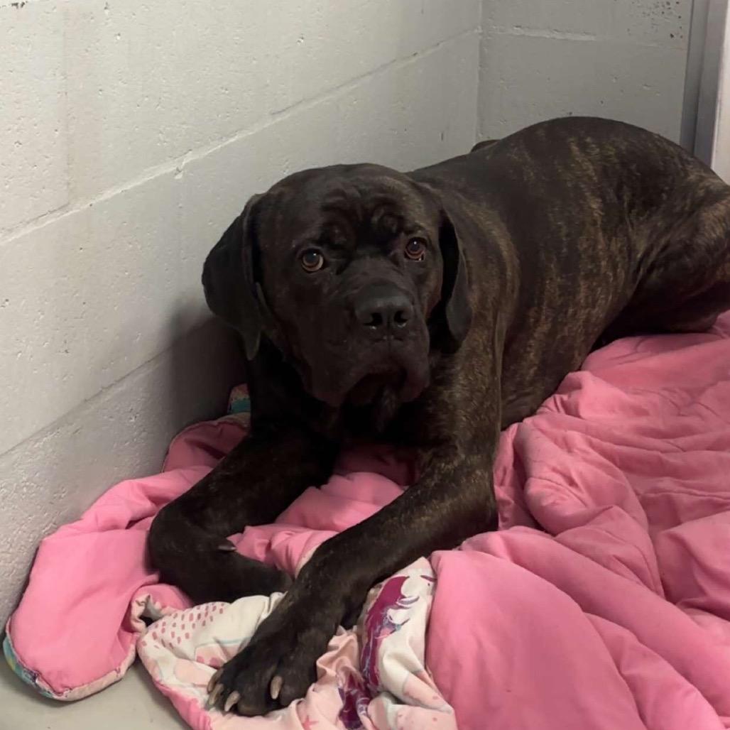 Maui, Adoptable, Adult Male Cane Corso.