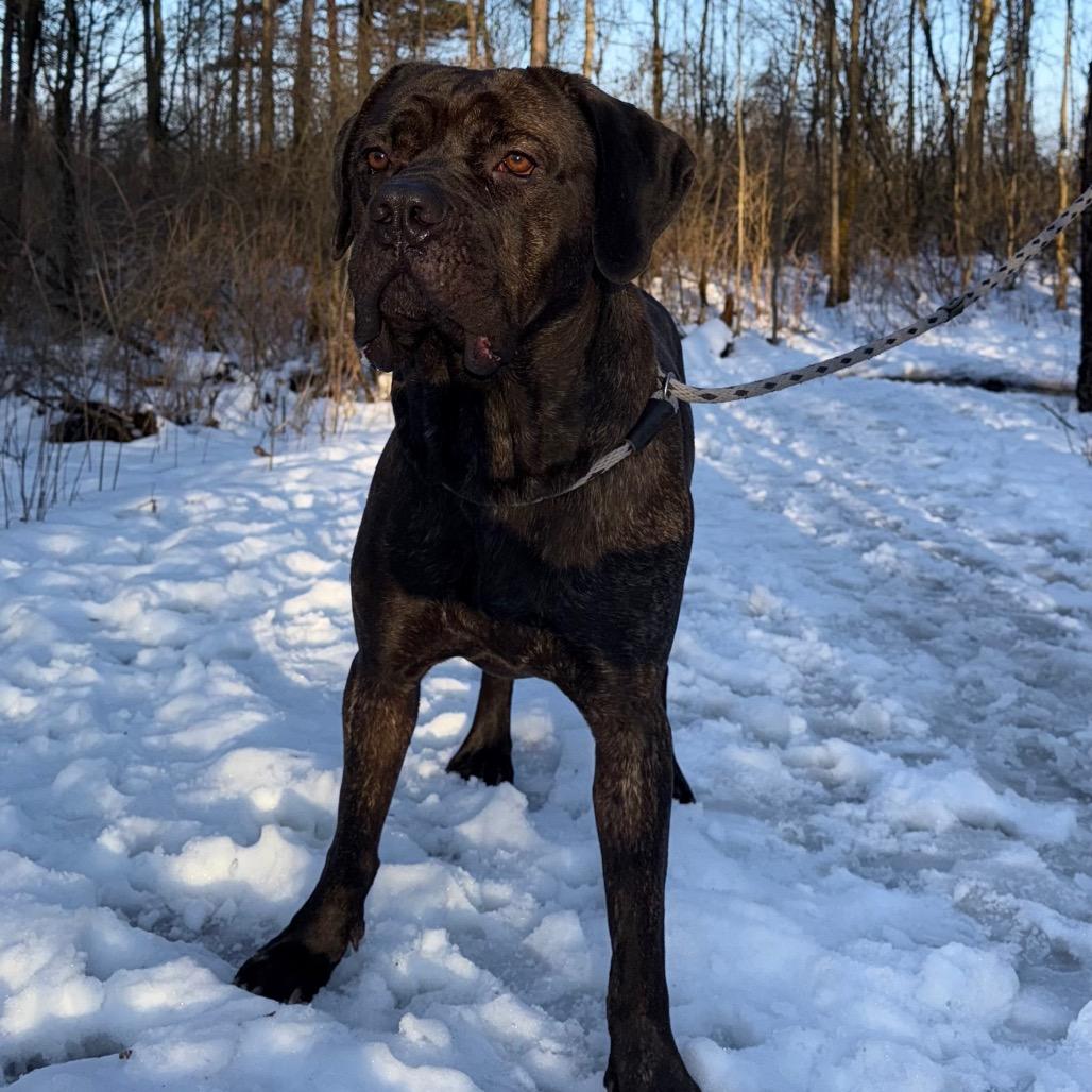 Enlarge Maui, a Adoptable Cane Corso in Canastota, NY image 2/6