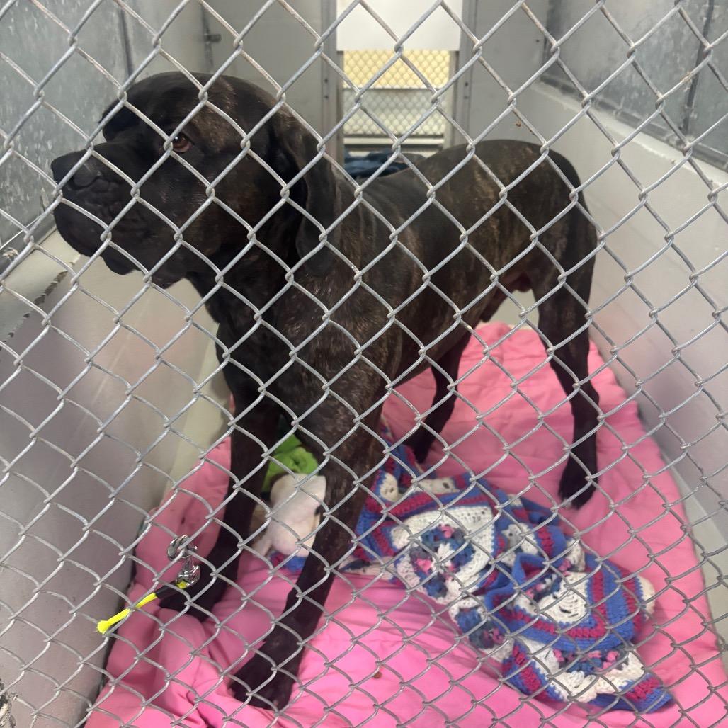 Enlarge Maui, a Adoptable Cane Corso in Canastota, NY image 3/6