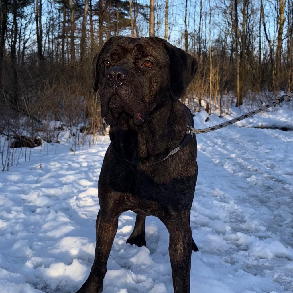 Enlarge Maui 01, a Adoptable Cane Corso in Canastota, NY image 3/5