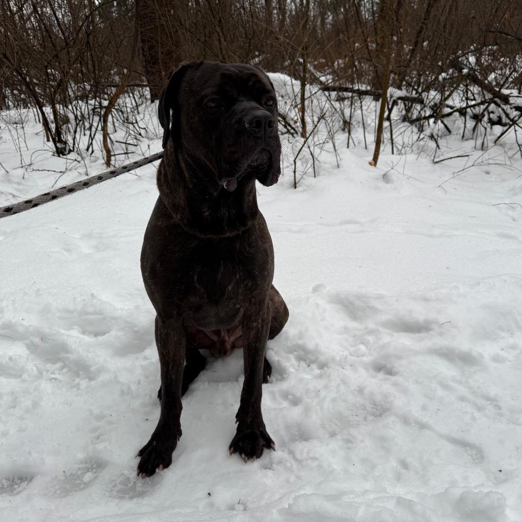 Enlarge Maui 01, a Adoptable Cane Corso in Canastota, NY image 4/5