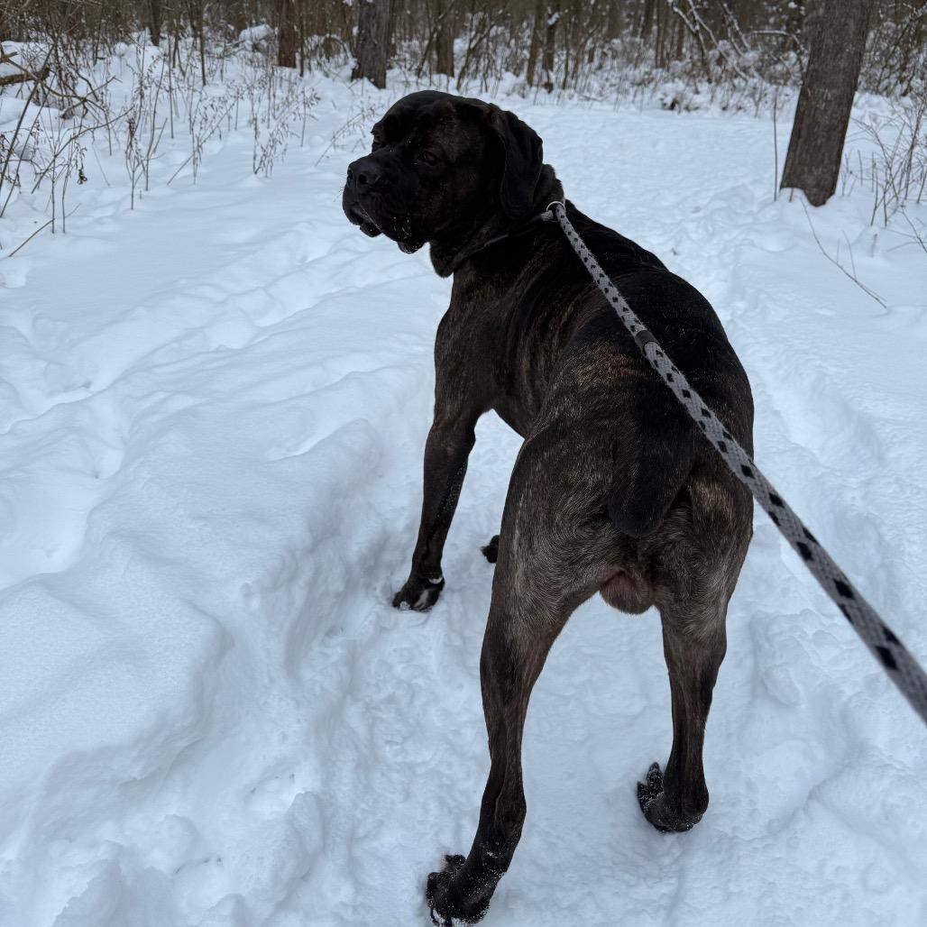 Enlarge Maui, a Adoptable Cane Corso in Canastota, NY image 4/6