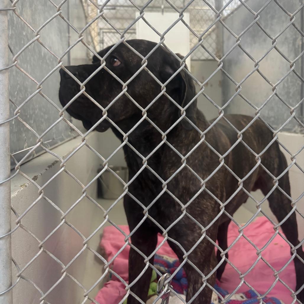 Enlarge Maui, a Adoptable Cane Corso in Canastota, NY image 5/6