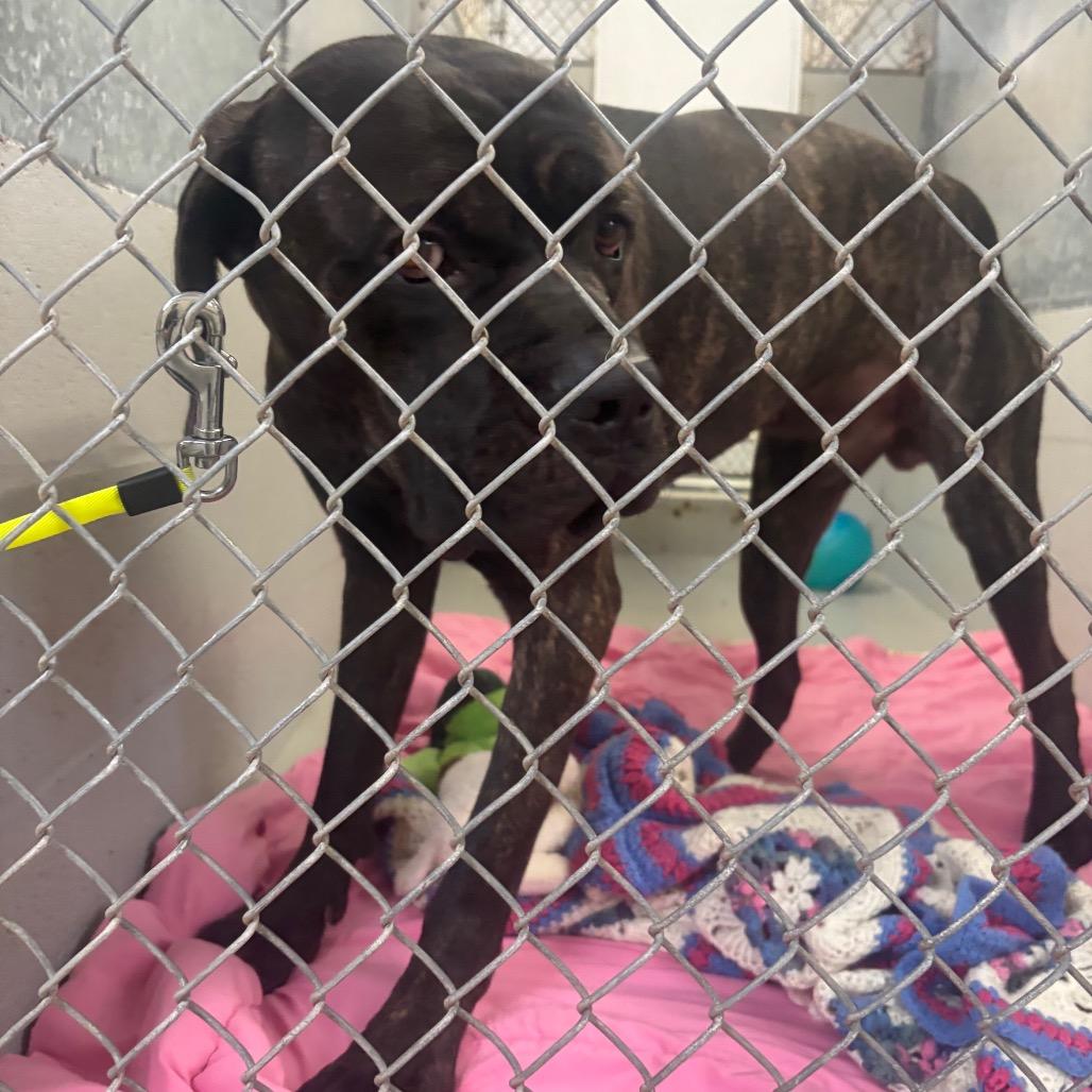 Enlarge Maui, a Adoptable Cane Corso in Canastota, NY image 6/6