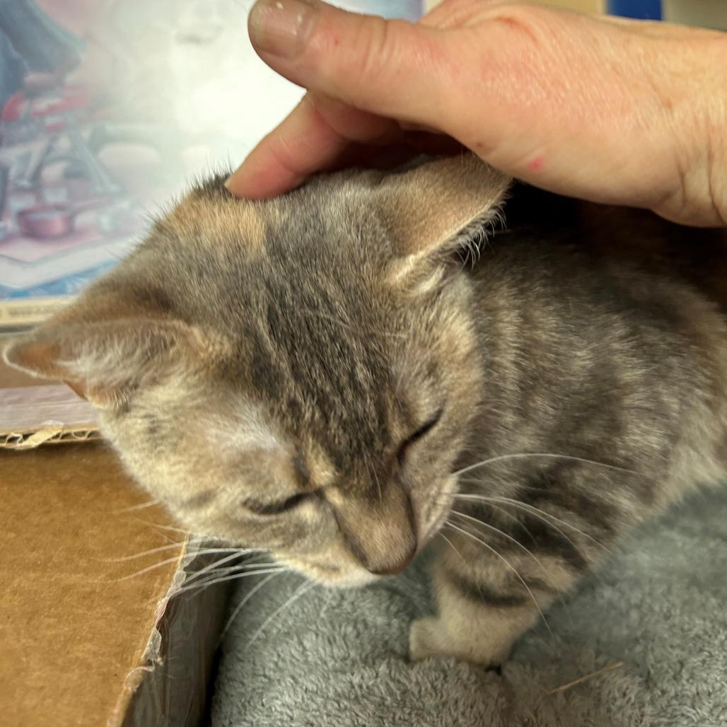 Enlarge Sunshine, a Adoptable Domestic Short Hair in Middlebury, VT image 1/1