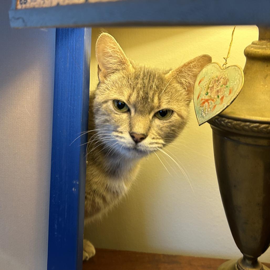 Sunshine, Adoptable, Adult Female Domestic Short Hair.