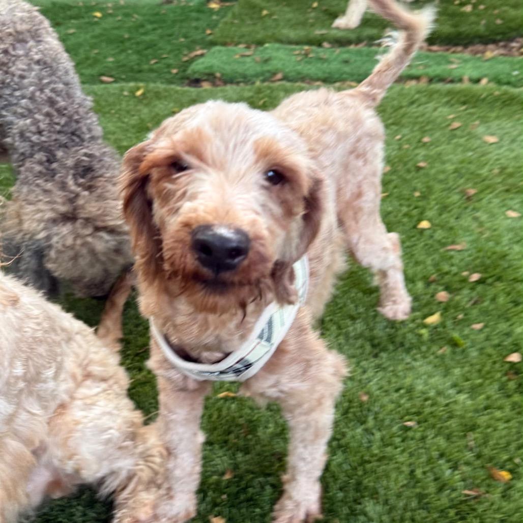 Enlarge Aaron Burr, a Adoptable Cockapoo in Lauderhill, FL image 1/1