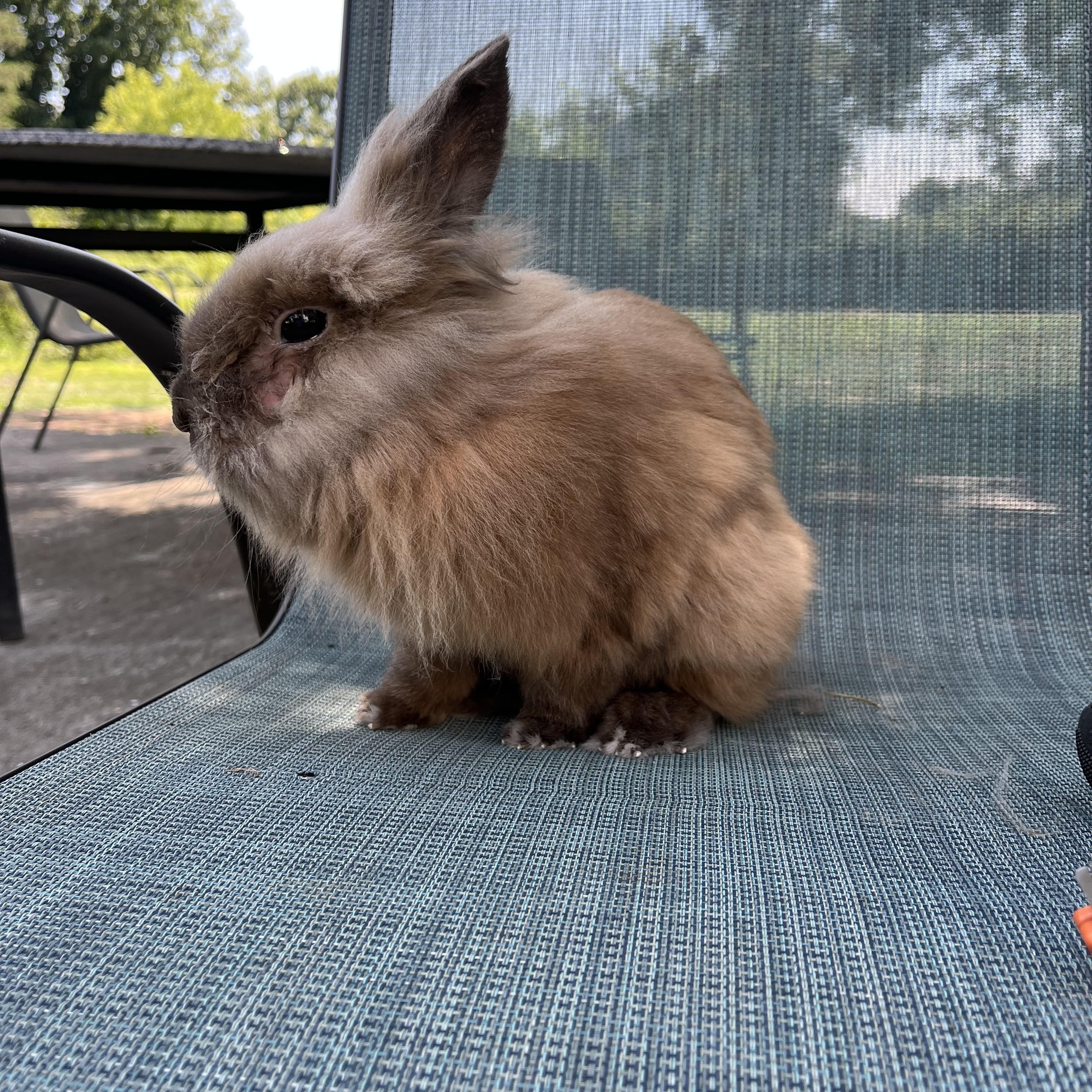 Enlarge Mormont, a ADOPTABLE Lionhead in Birdsboro, PA image 1/1