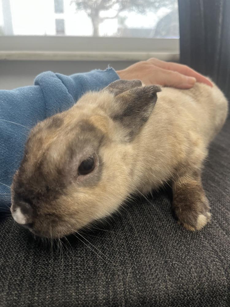 Mr. Buns, a Adoptable Bunny Rabbit in Naples, FL image 2/3