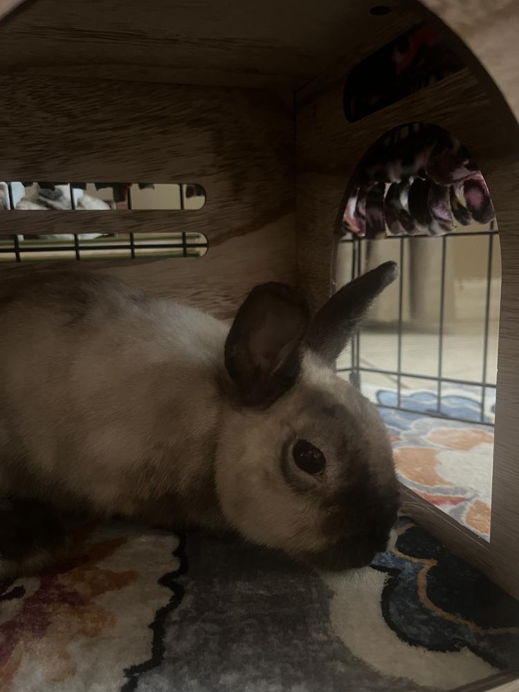 Mr. Buns, a Adoptable Bunny Rabbit in Naples, FL image 3/3