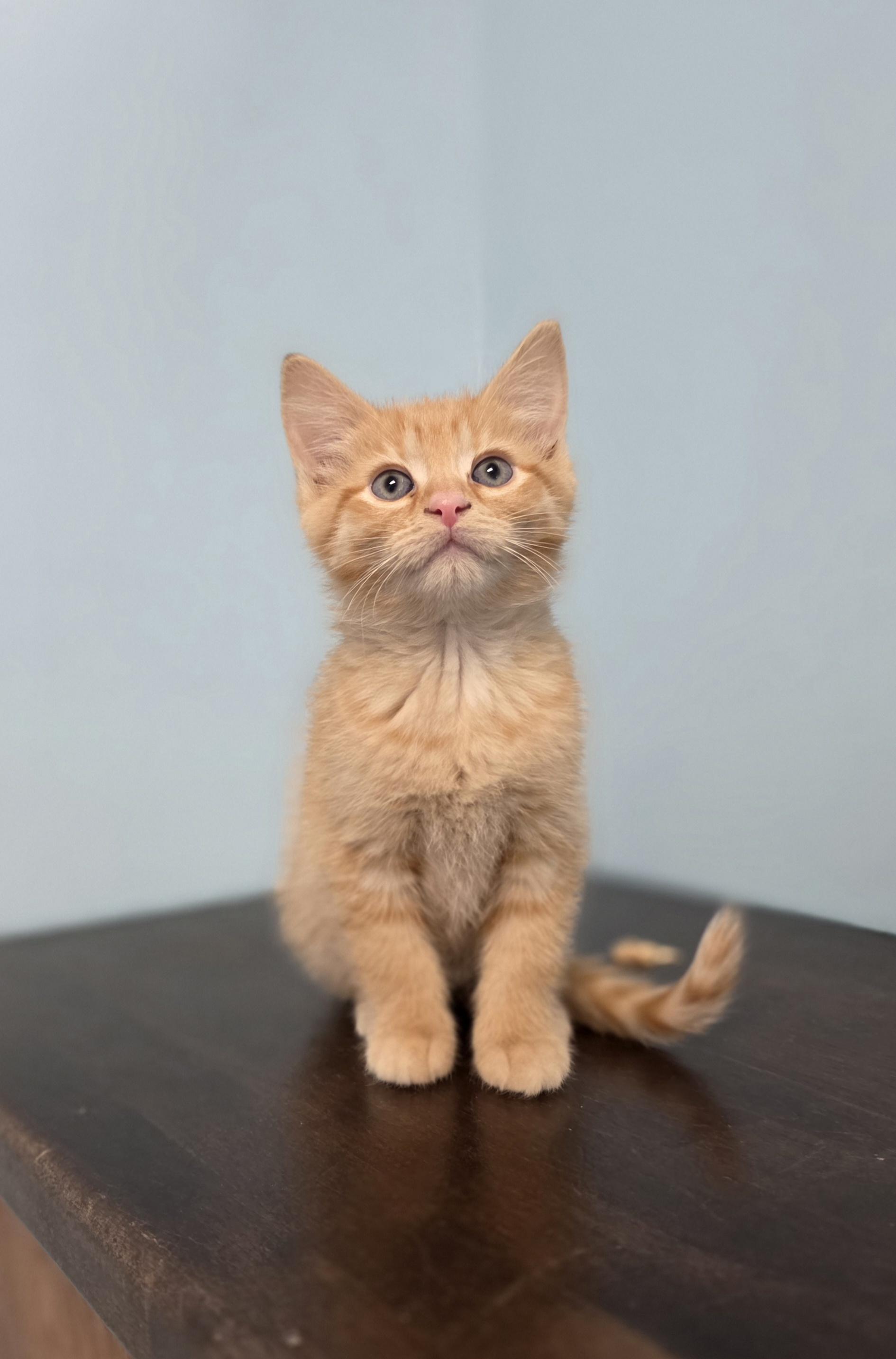 Enlarge Mung, an adopted Domestic Short Hair in Macomb Twp, MI image 1/1