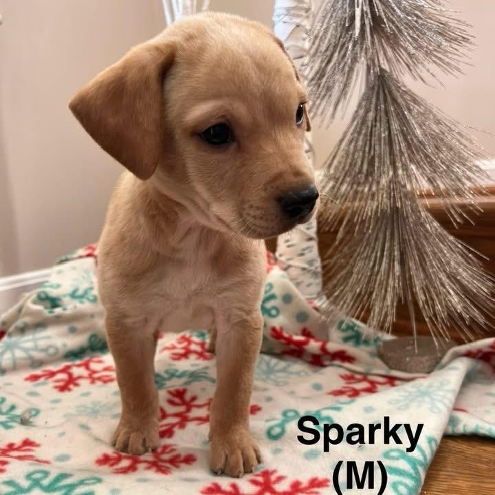 Sparky, Adoptable, Puppy Male Mixed Breed.