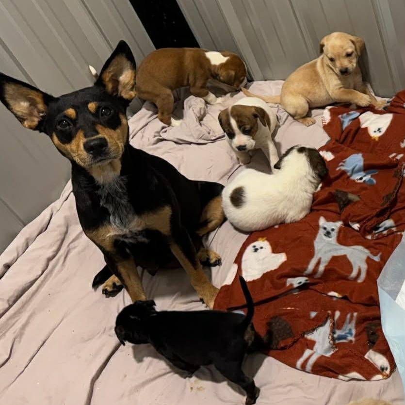 Enlarge Sparky, a Adoptable Mixed Breed in Phoenix, MD image 3/3