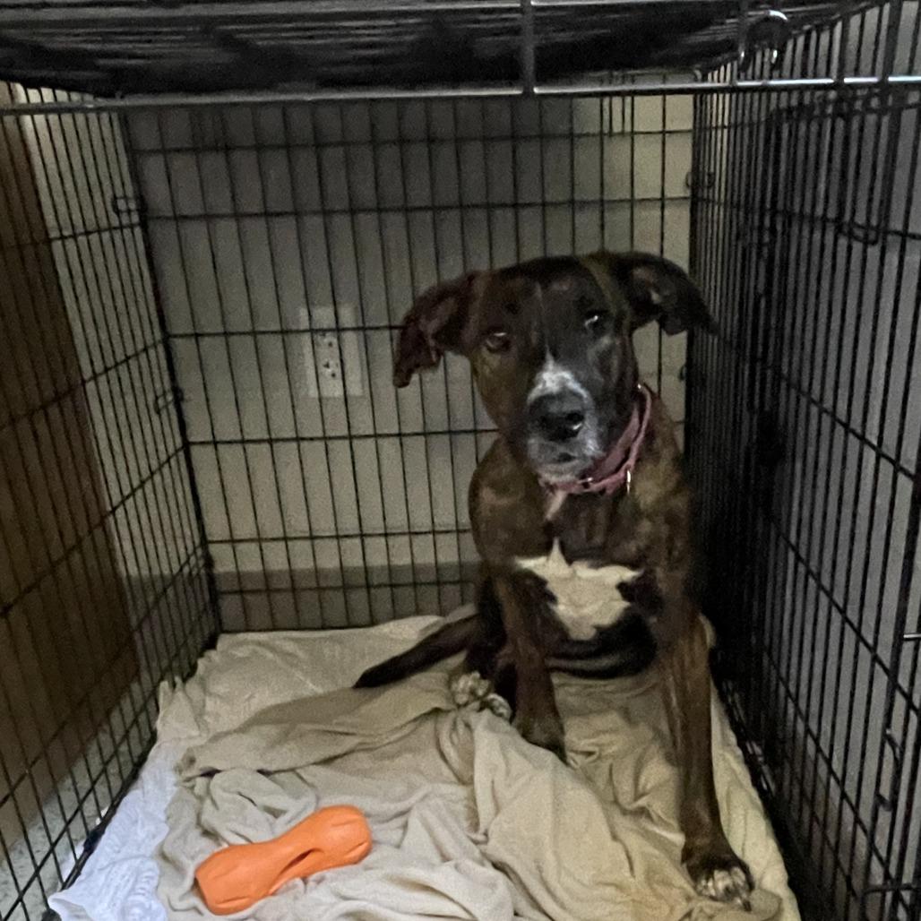 Enlarge Skye, a Adoptable Mixed Breed in Sarasota, FL image 1/6