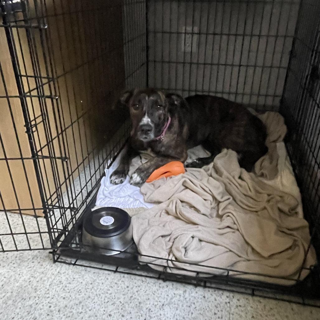 Enlarge Skye, a Adoptable Mixed Breed in Sarasota, FL image 2/6