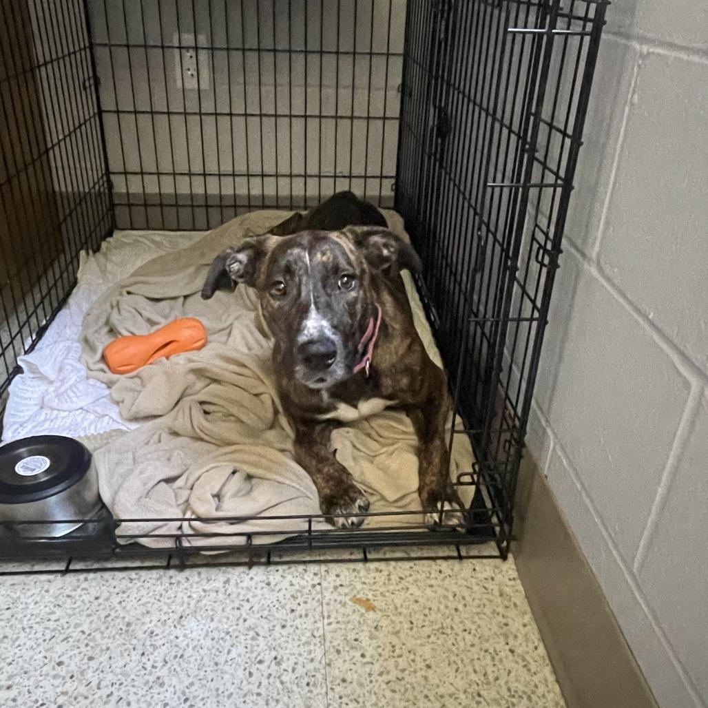 Enlarge Skye, a Adoptable Mixed Breed in Sarasota, FL image 3/6