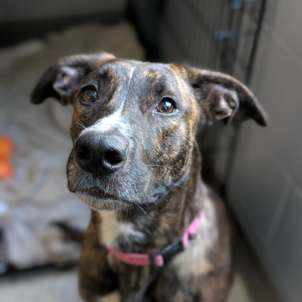 Enlarge Skye, a Adoptable Mixed Breed in Sarasota, FL image 4/6