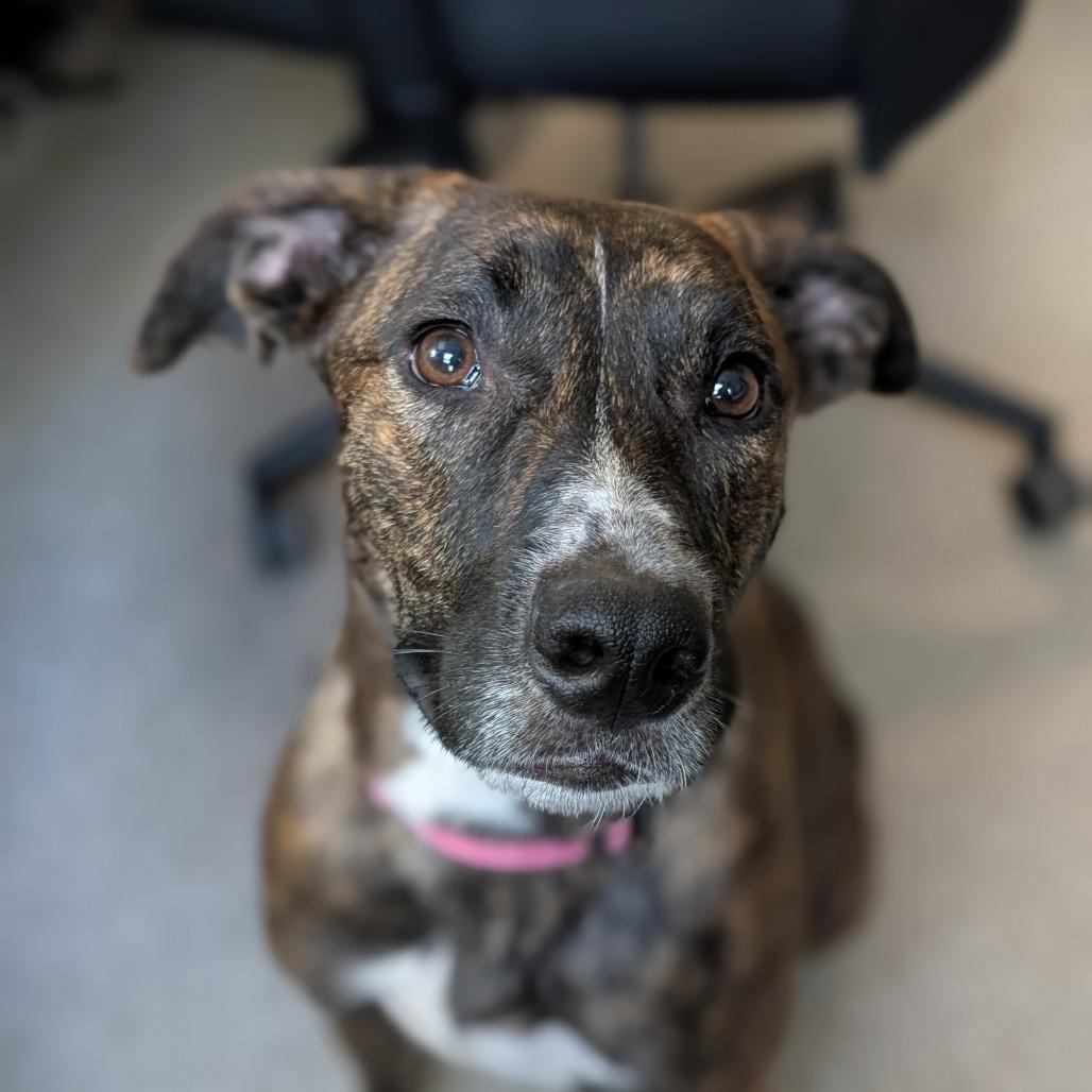 Enlarge Skye, a Adoptable Mixed Breed in Sarasota, FL image 5/6