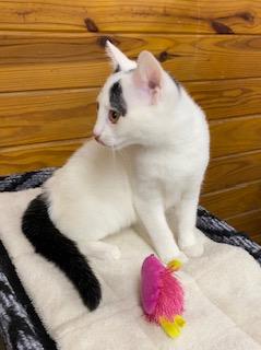 Enlarge Faith, an adopted Domestic Short Hair in Southern Pines, NC image 4/4