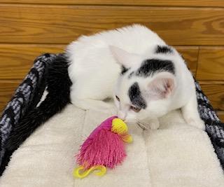 Enlarge Faith, an adopted Domestic Short Hair in Southern Pines, NC image 2/4